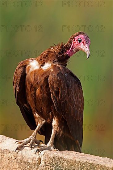 Hooded vulture