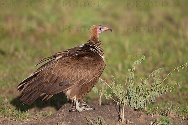 Hooded vulture