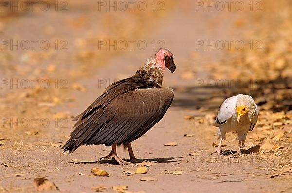 Red-headed Vulture