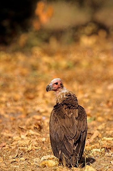 Red-headed Vulture