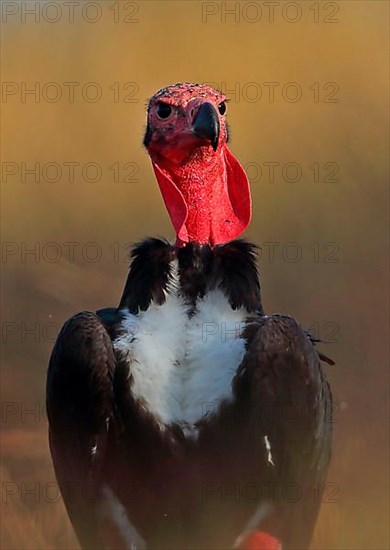 Red-headed vulture