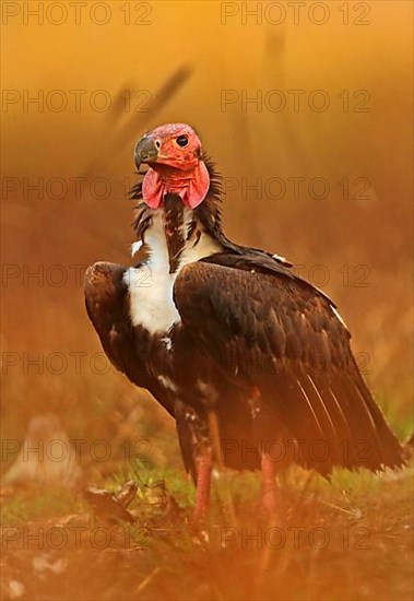 Red-headed vulture