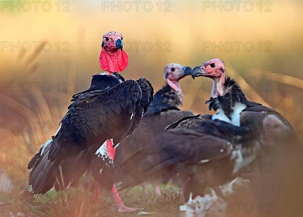 Red-headed vulture