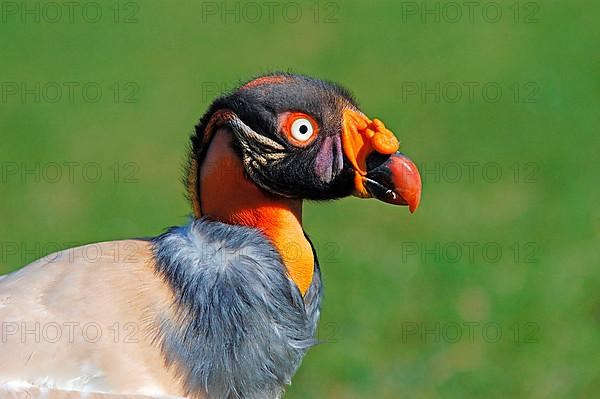 King Vulture