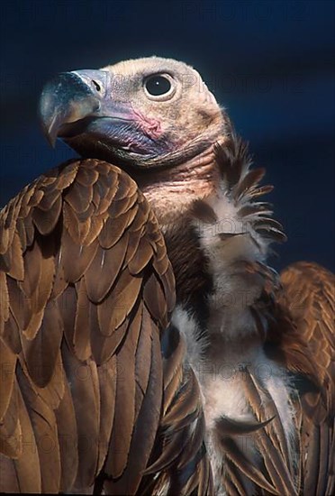 Lappet-faced vulture