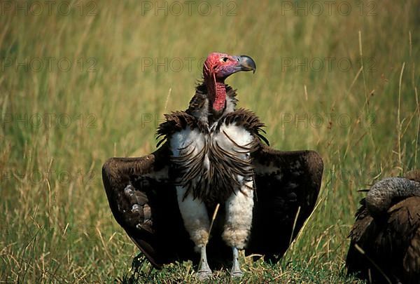 Nubian vulture