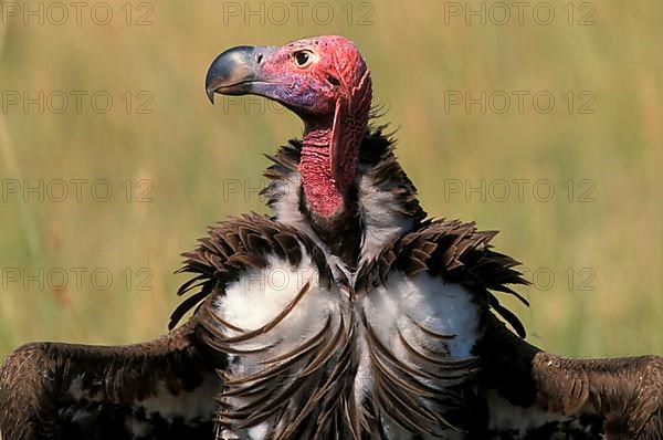 Lappet-faced vulture