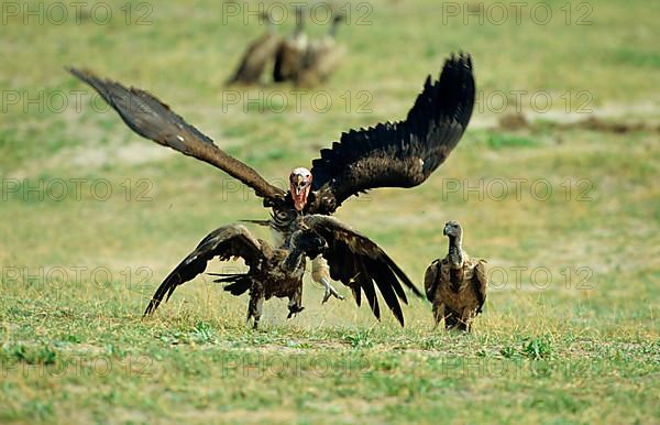 Lappet-faced Vulture