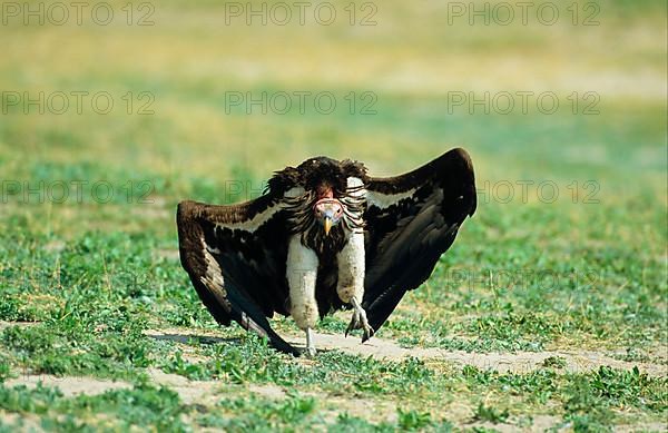 Lappet-faced Vulture