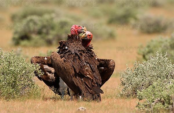 Nubian vulture