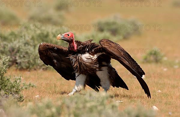 Nubian vulture