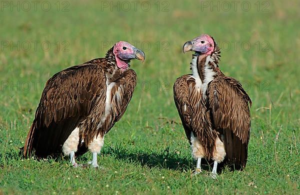 Nubian vulture