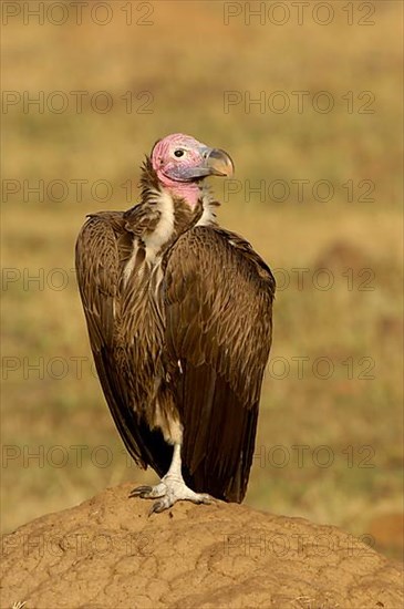 Nubian vulture