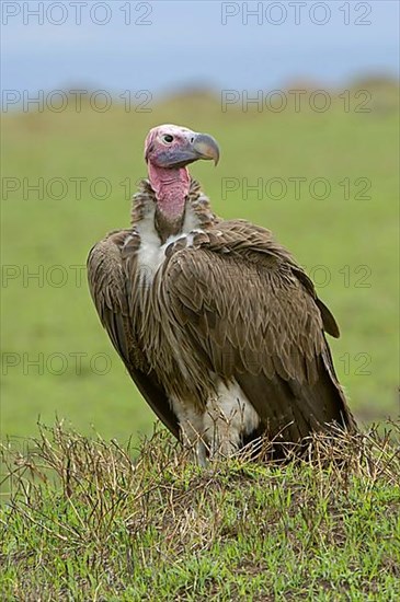 Nubian vulture