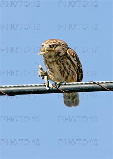 Little Owl