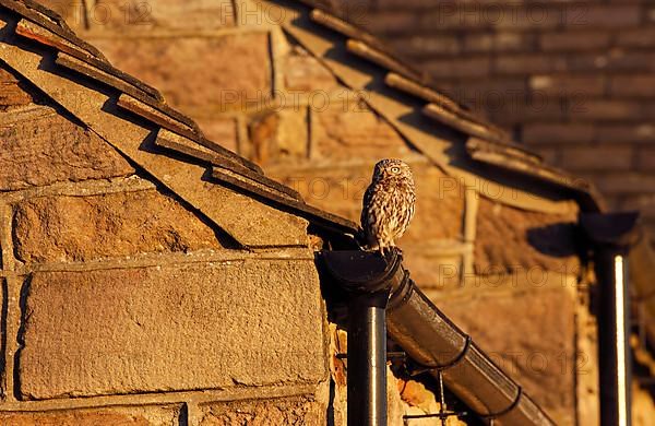 Little owl