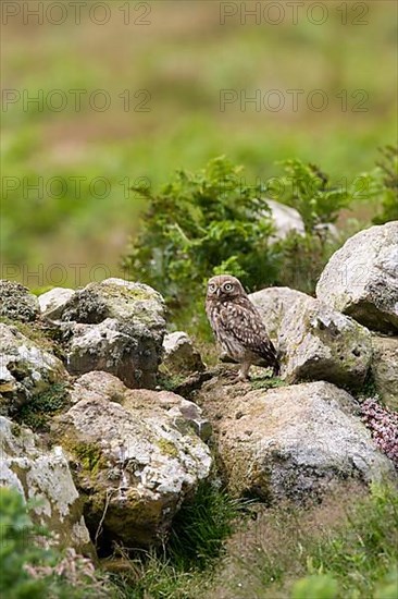 Little Owl