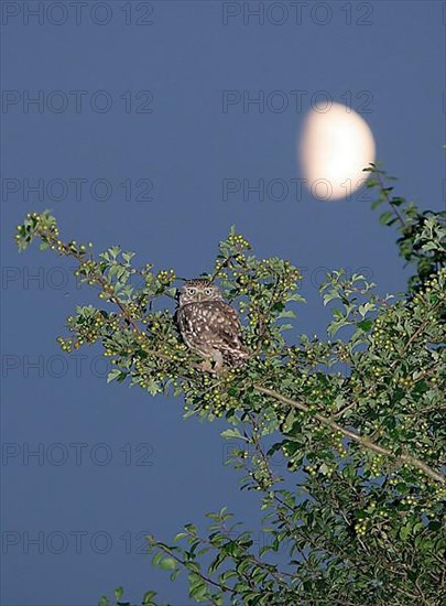 Little owl