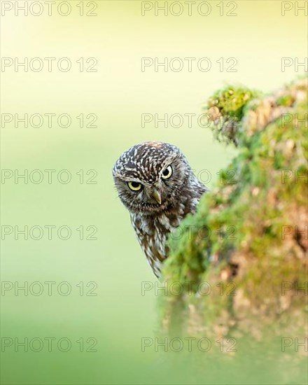 Little Owl