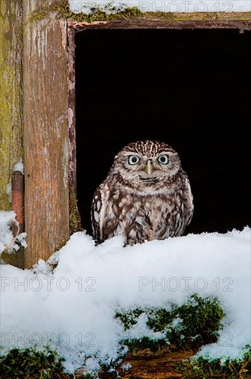 Little owl