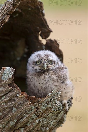 Little Owl