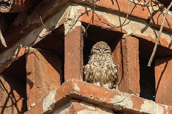 Little owl