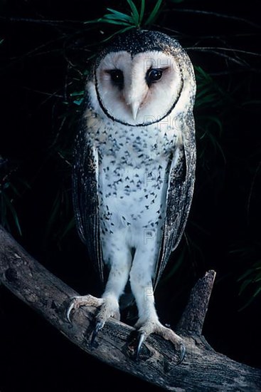 Australian Masked Owl