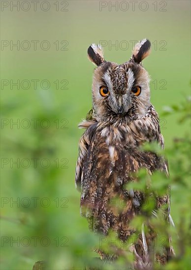 Adult long-eared owl