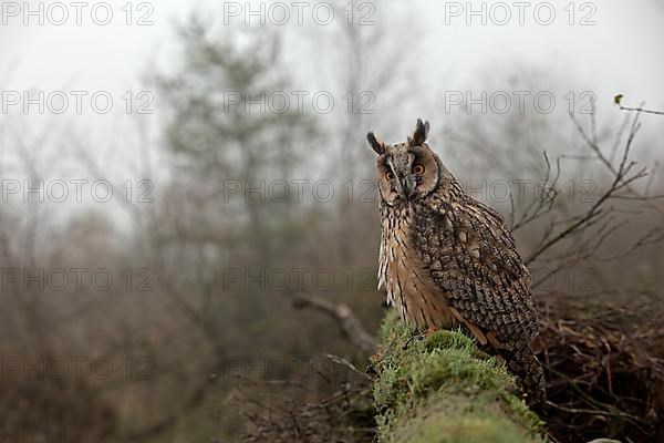 Adult long-eared owl