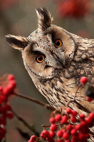 Long-eared owl