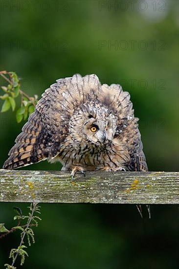 Long-eared owl