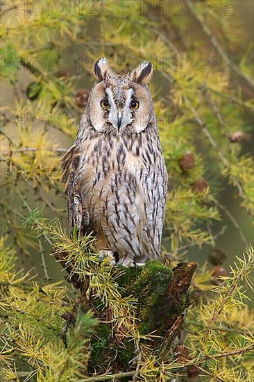 Long-eared owl