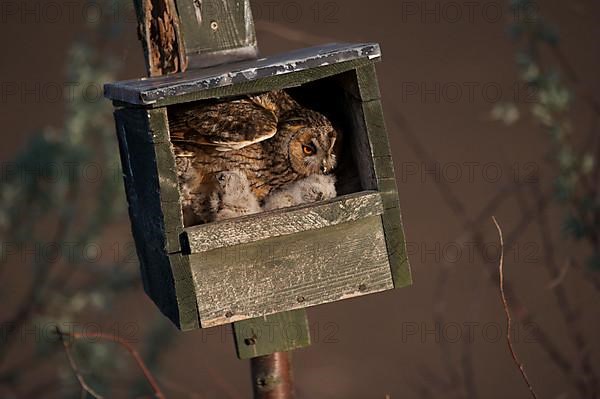 Long-eared owl