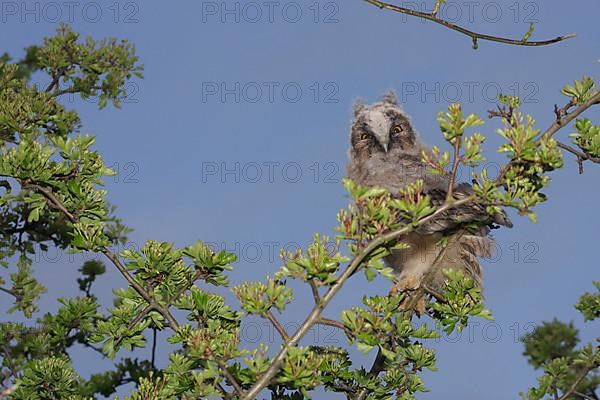 Long-eared owl