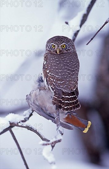Pygmy Owl