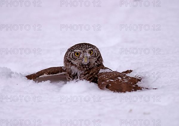 Eurasian Pygmy-owl