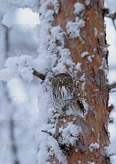 Eurasian Pygmy-owl