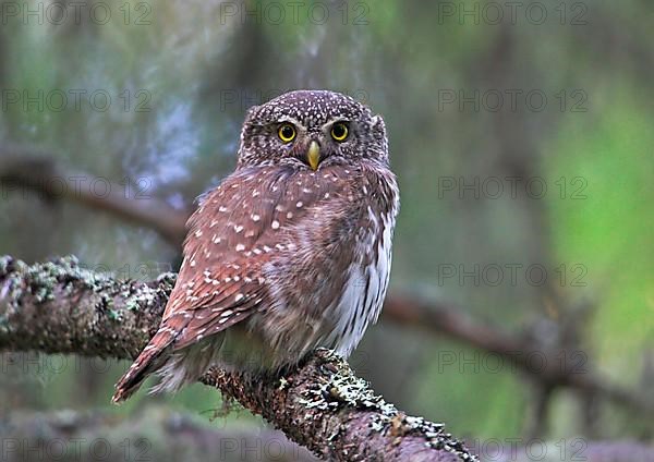 Eurasian Pygmy-owl