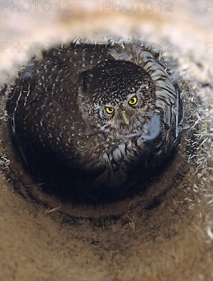 Pygmy Owl