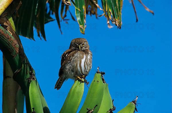 Brazilian Pygmy Owl