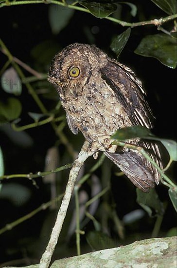 Seychelles scops owl