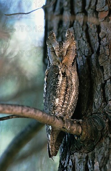 Eurasian Scops Owl