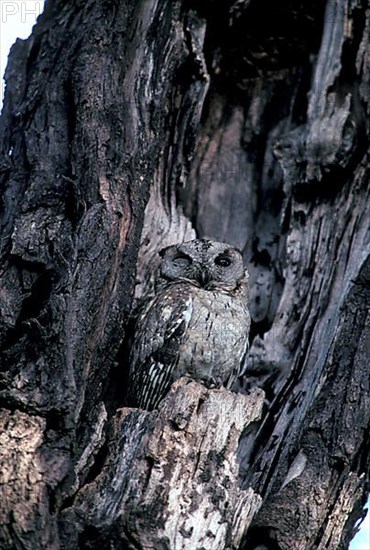 Indian scops-owl