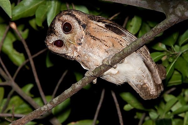 Sunda scops owl