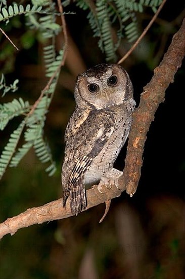 Sunda scops owl