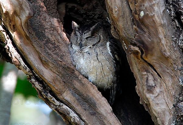 Indian Scops-owl