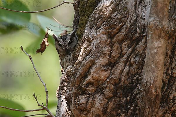 Indian scops-owl