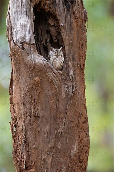 Indian scops-owl