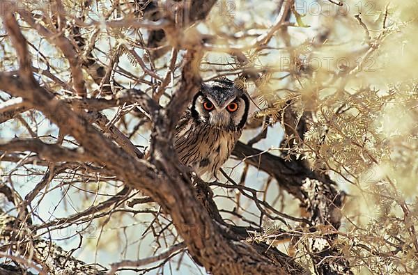 Bush Owl