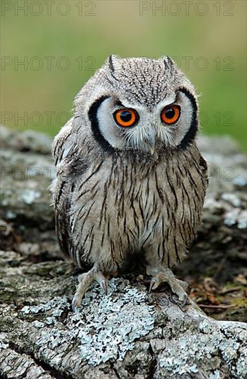 Bush Owl